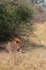 Lion in Moremi