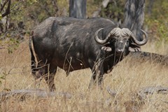 A heavyweight Cape buffalo