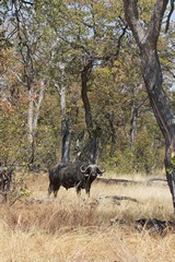 Cape buffalo bull in mopane woodland