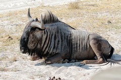 The blue wildebeeste is also known as the brindled gnu