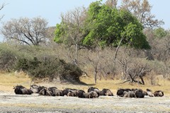 A herd of blue wildebeeste resting on the sand