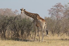 Giraffes like to feed off fairly low growing bushes and often prune their shape