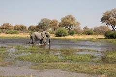 Elephant in the Khwai river