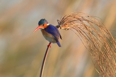 Malachite kingfisher ever alert for a meal
