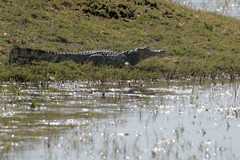 Nile crocodile sunbathing