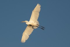 Great egret in flight. The gape extends well behind the eyes. The yellow bill is the non breeding phase