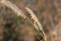 White-fronted bee-eater catches the late afternoon light