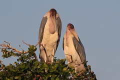 A nesting pair of marabou storks
