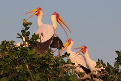 Yellow-billed storks showing their pink breeding colours