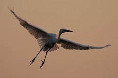 Great Egret showing flight feather detail against the evening sky