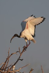 Sacred ibis. The bare skin of the underwing turns bright red when breeding