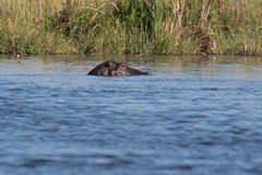 Hippos seemed to be very wary