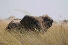 Lone elephants are a common sight