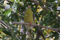 The African green pigeon loves fruit, especially figs, and can hang upside down when trying to reach food