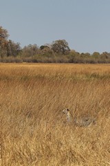 Leopard on a dried out flood plain in Moremi Game Reserve