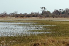 Floodwater peaked here in Moremi in late August and was just starting to receed, leaving a green and verdant floodplain with plenty of new grasses to attract birds and other wildlife