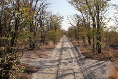 In some of the drier parts of Moremi, mopane woodland is the dominant feature. Mopane can be deciduous or evergreen depending on the environmental conditions wherever it grows
