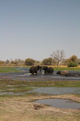 Elephants abound throughout the waterways of the Okavango. They help to keep channels open and create new ones