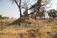 A disused termite mound in the process of being colonized by trees and other plants. In the wet season the trees will remain above the flood water on the plain
