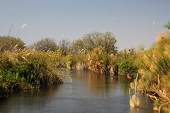 View from the boat on one of the many small channels in the delta. Waterberry trees are commonly seen growing along the banks
