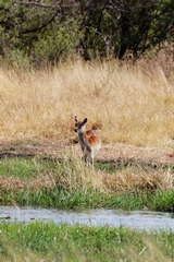 This is the place to be to see the red lechwe. Around 60000 live in the delta