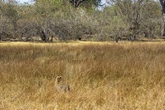 The dried grasses and sedges provide perfect cover for a hunting leopard