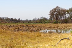  Ideal habitat for red lechwe