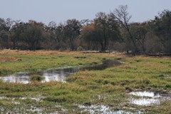  River channels meander through the reserve