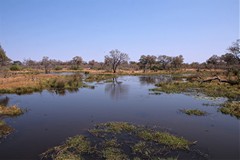  Moremi is still very watery thanks to the dry season flood from the Okavango river