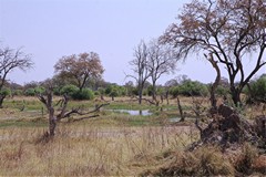 Tree growing from old termite mound overlooking floodplain