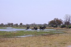  Elephants playing in the Khwai river