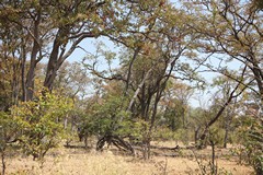 The dry area of Eastern Moremi is known as the Mopane tongue