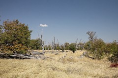 3167 Elephant damage is widespread in the Mopane forests
