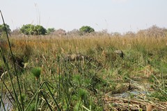 Elephants open up new channels in the marsh areas