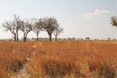 A completely dried out flood plain near Mboma boat station