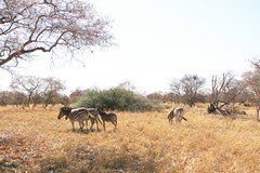  Zebras are plentiful in the savannah areas