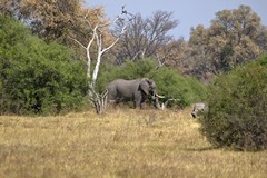 The vegetation in Moremi is very varied,from grassland and savanna to thick bush and forest. There are a lot of very large elephants here