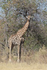 The Southern giraffe is an easily seen resident here