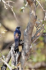 Meve's starlings are very common all over Northern Botswana