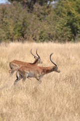 Moremi is home to the beautiful red lechwe. There are around 60,000 resident here