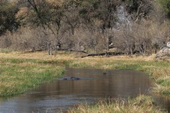 With the extensive waterways and lakes, and abundant grassland within Moremi, the hippos do well here