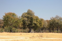 There are stands of mature woodland, especially in the Mopane tongue area in the Southeast