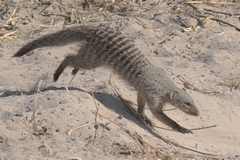 The easily recognised banded mongoose is very common over much of central and East Africa, except rain forests