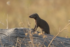 Dwarf mongooses forage during the day
