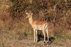 Impalas are common in the less open areas of Savuti