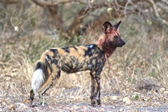 The wild dogs have killed an impala - hence the bloodstained head