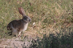 The scrub hare is found all over the drier parts of eastern and southern Africa