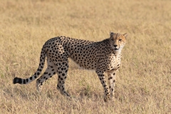 The cheetah was on the move, looking for something to catch