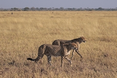 As is often the case, two male cheetahs have joined up with each other to hunt