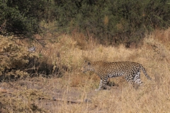 The leopard is looking for a shady bush to rest under